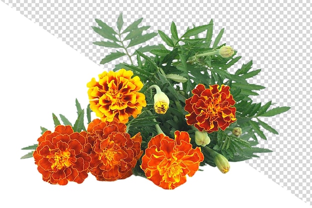 PSD marigold flower png