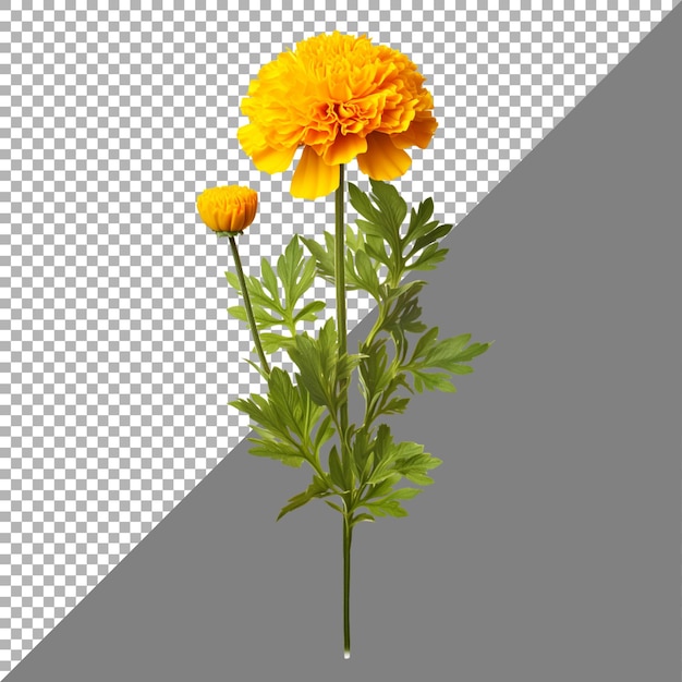 PSD marigold flower on transparent background ai generated