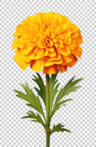 Marigold isolated on transparent background