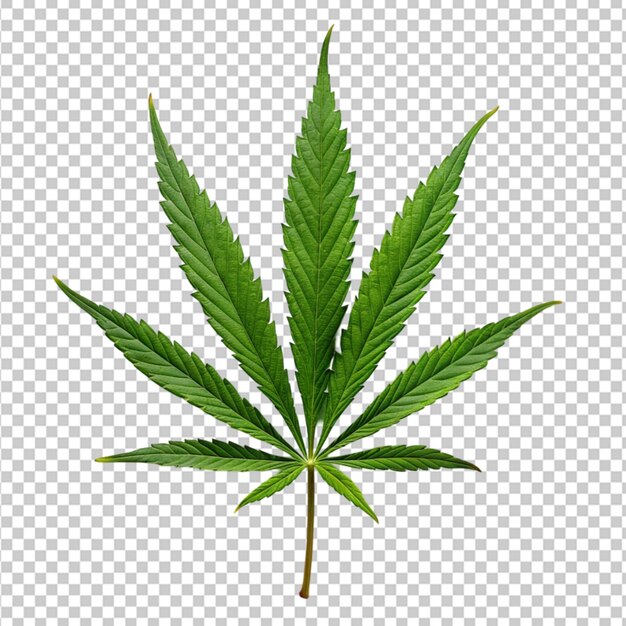 PSD marihuana bomen voor medisch gebruik worden afzonderlijk geïsoleerd gebruikt