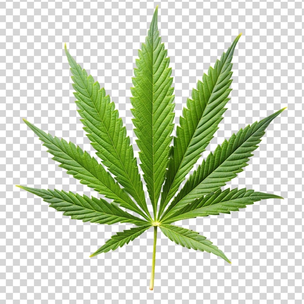 Marijuana leaf isolated on transparent background