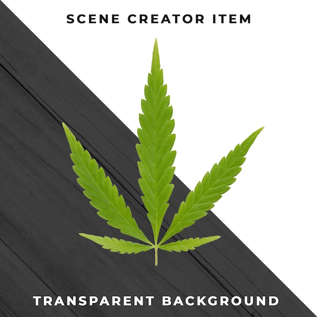 PSD marijuana leaf isolated with clipping path.