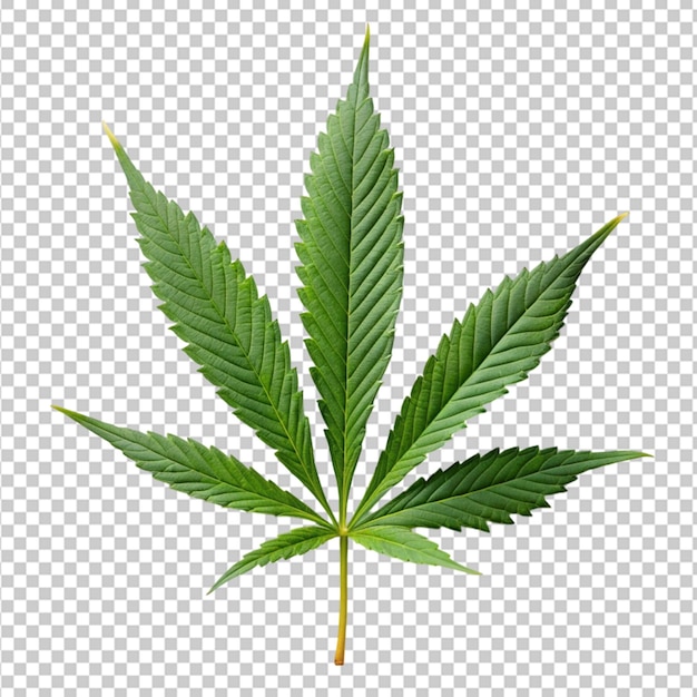 PSD Деревья марихуаны для медицинского использования используются отдельно изолированы
