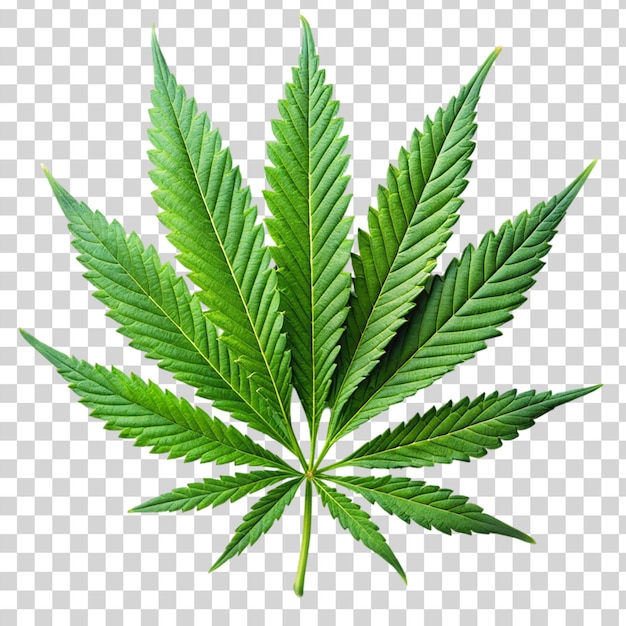 Marijuana trees leaves Isolated on transparent background