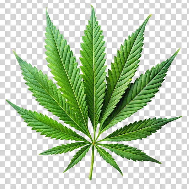 PSD marijuana trees leaves isolated on transparent background