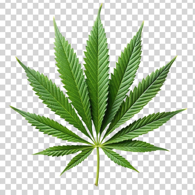 Marijuana trees leaves isolated on transparent background