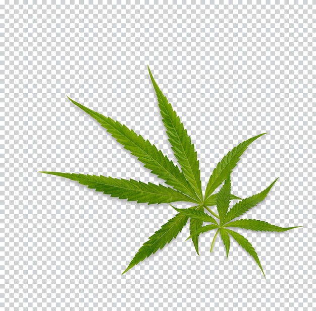 PSD marijuana trees for medical use are used separately isolated premium psd