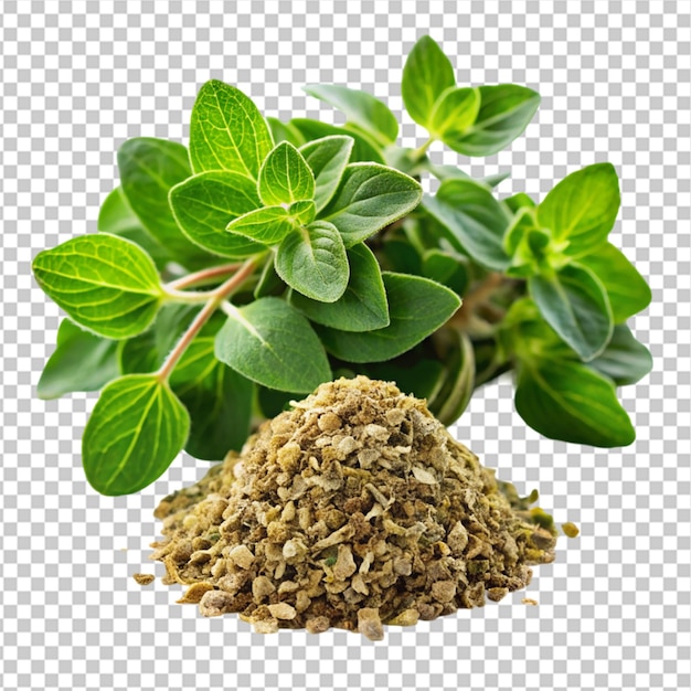 PSD marjoram fresh and dry in closeup on transparent background