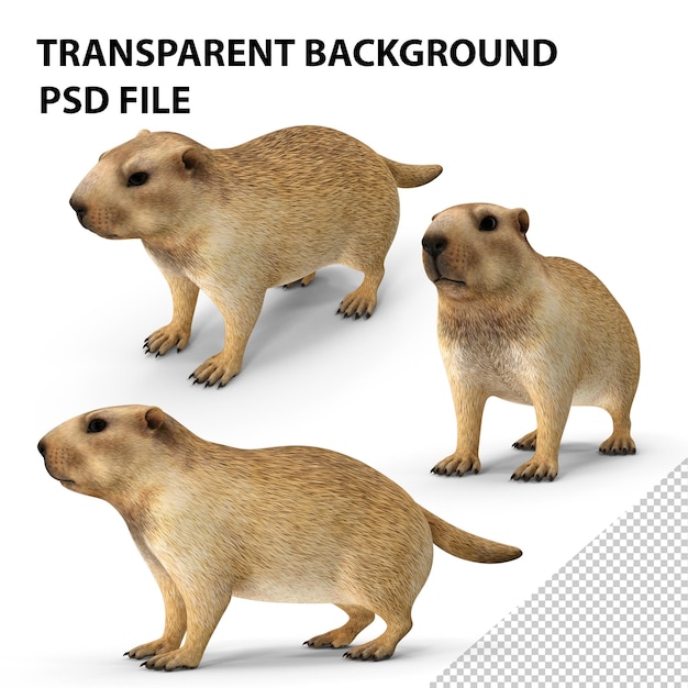 PSD marmot