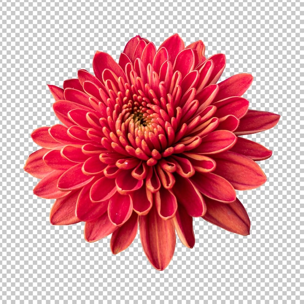 PSD maroon chrysanthemum flower isolated rendering