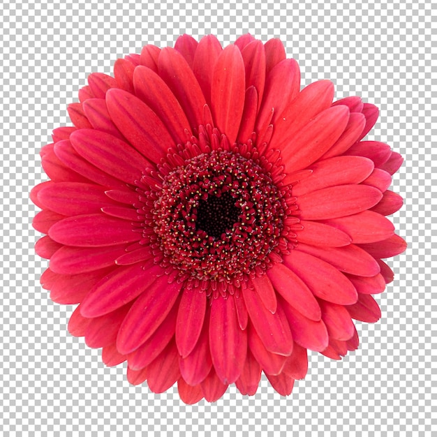 PSD maroon gerbera flower isolated rendering