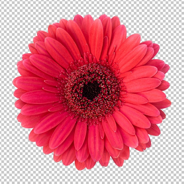 PSD rendering isolato fiore gerbera marrone rossiccio