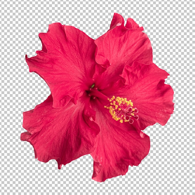 PSD maroon hibiscus flower isolated rendering