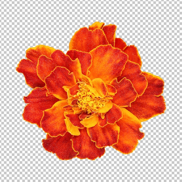 Maroon marigold flower isolated rendering