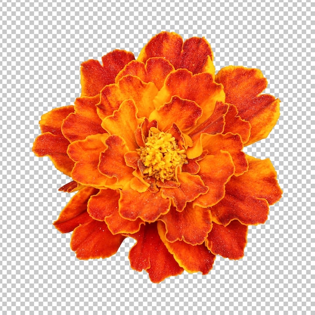 PSD あずき色のマリーゴールドの花の分離のレンダリング