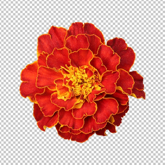 PSD maroon marigold flower isolated rendering