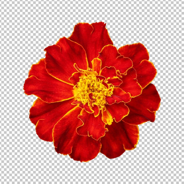 PSD maroon marigold flower isolated rendering