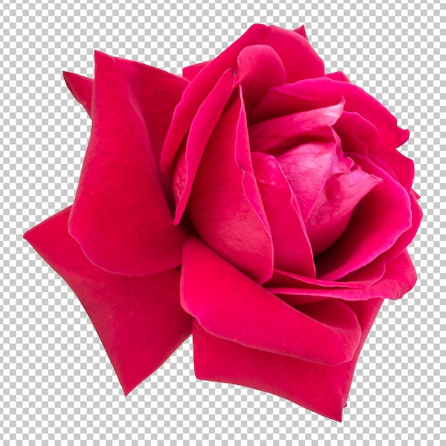 Maroon rose flower isolated rendering