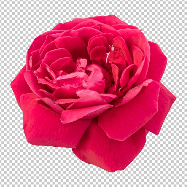 Maroon rose flower isolated rendering