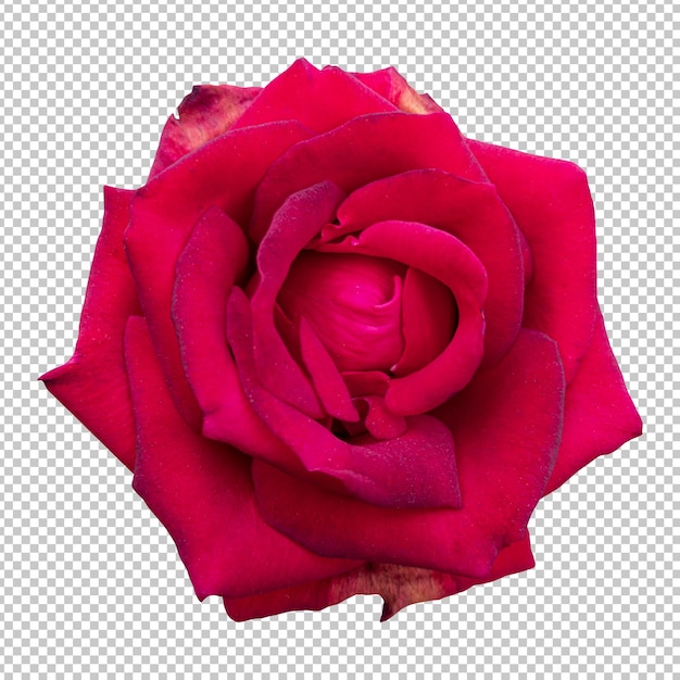 Maroon rose flower isolated rendering