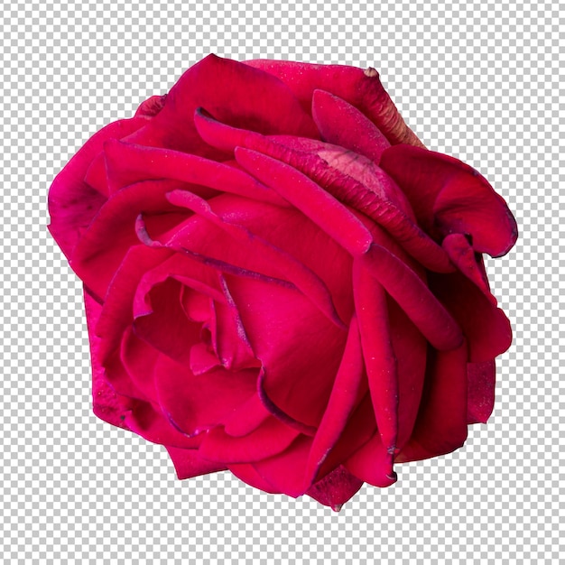 PSD maroon rose flower isolated rendering