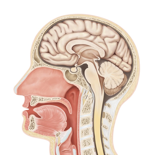 medical illustration with brain
