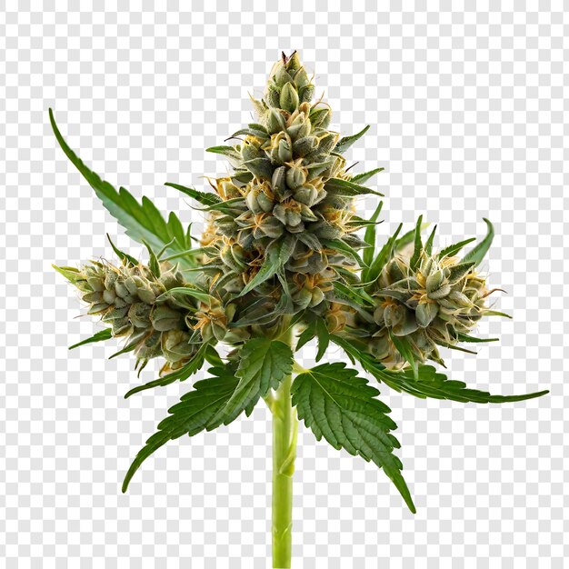 PSD medical marijuana tree and leaves isolated on transparent background