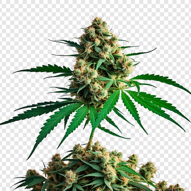 PSD medical marijuana tree and leaves isolated on transparent background