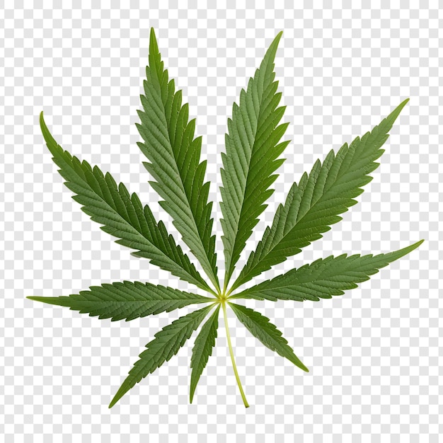 PSD medical marijuana tree and leaves isolated on transparent background