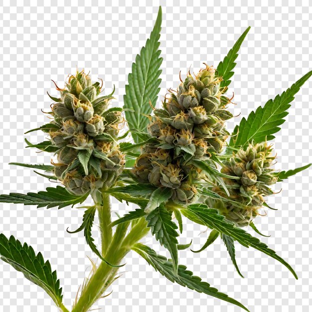 PSD medical marijuana tree and leaves isolated on transparent background