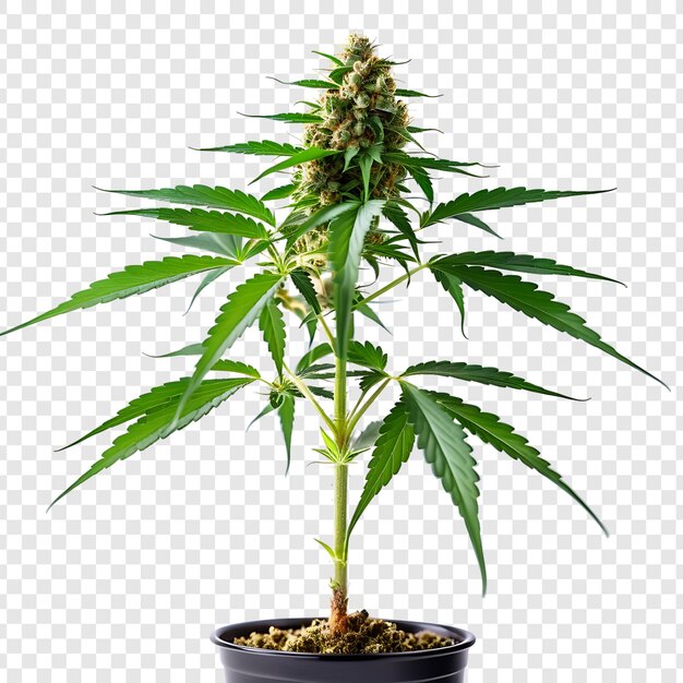 PSD medical marijuana tree and leaves isolated on transparent background