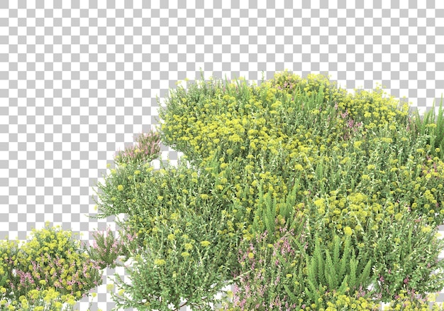 透明な背景の薬用植物3dレンダリングイラスト