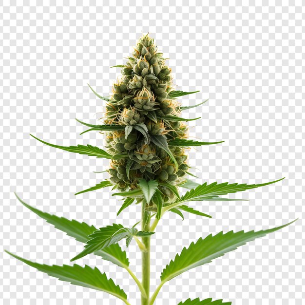 PSD medicinale marihuana boom en bladeren geïsoleerd op doorzichtige achtergrond