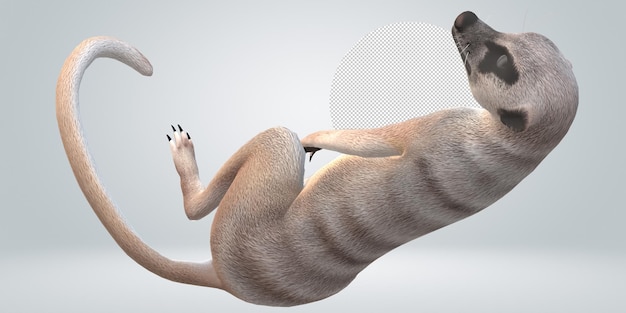 PSD suricata isolata su uno sfondo trasparente