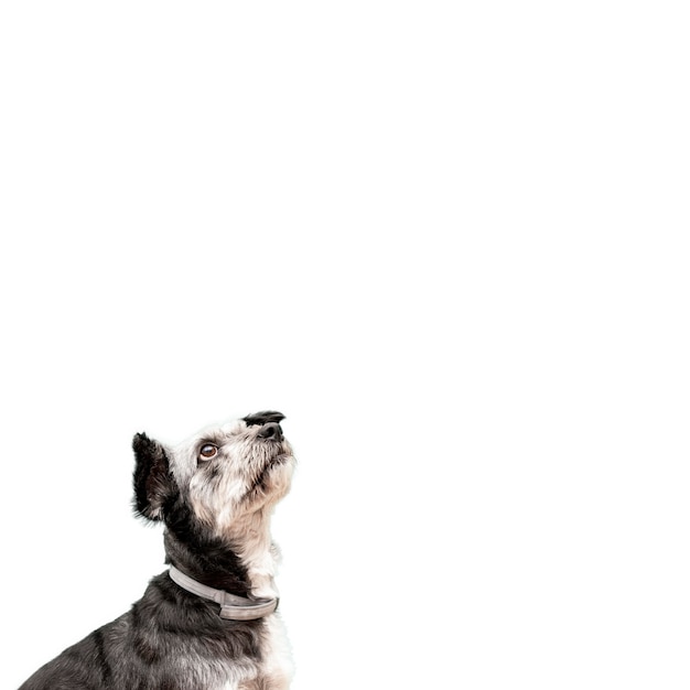 Mening van aanbiddelijke huisdierenhond