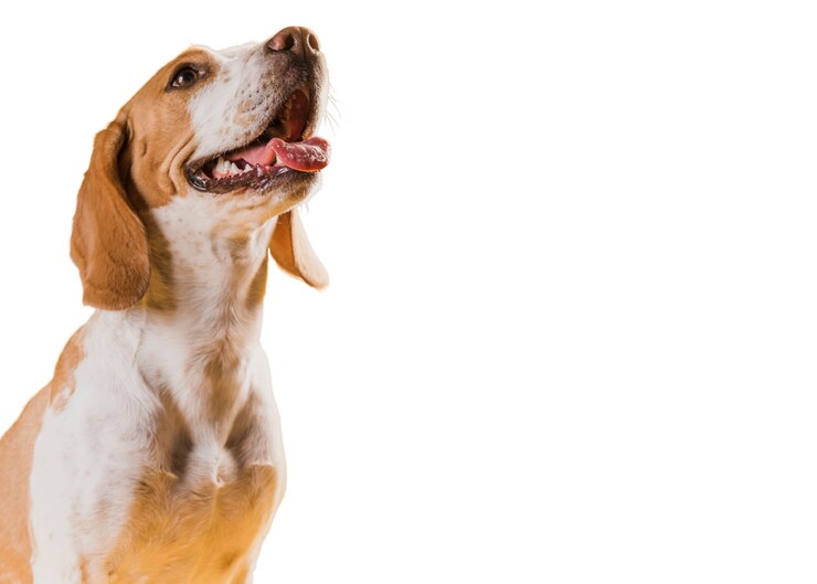 PSD mening van leuke bruine en witte huisdierenhond