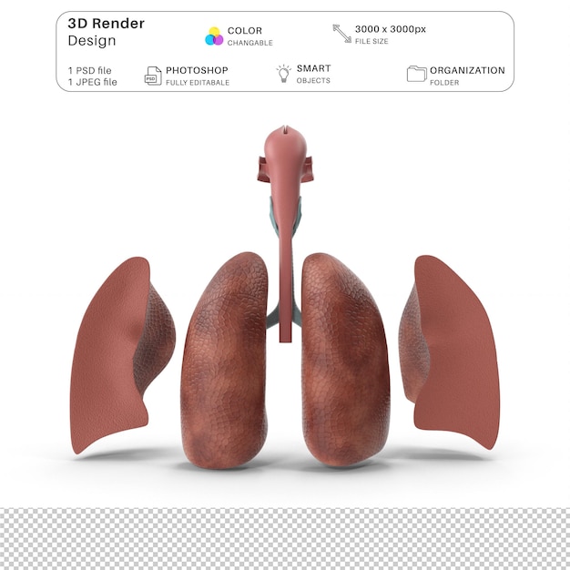 PSD menselijk ademhalingssysteem anatomisch model 3d-modellering psd-bestand realistische menselijke anatomie