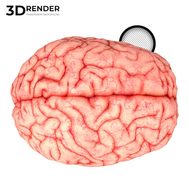 Menselijk brein 3d render geïsoleerd