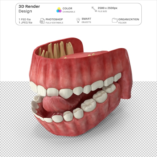 Menselijk tandvlees, tanden en tong 3d-modellering psd-bestand