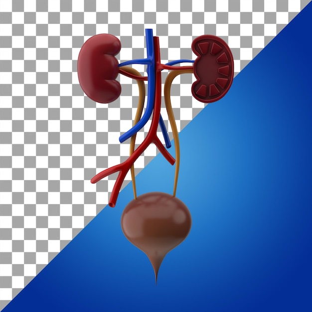 PSD menselijke inwendige organen urinewegen 3d pictogram