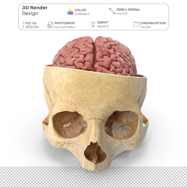 Menselijke schedel cranial cut met hersenen binnen 3d modellering psd-bestand realistische menselijke anatomie