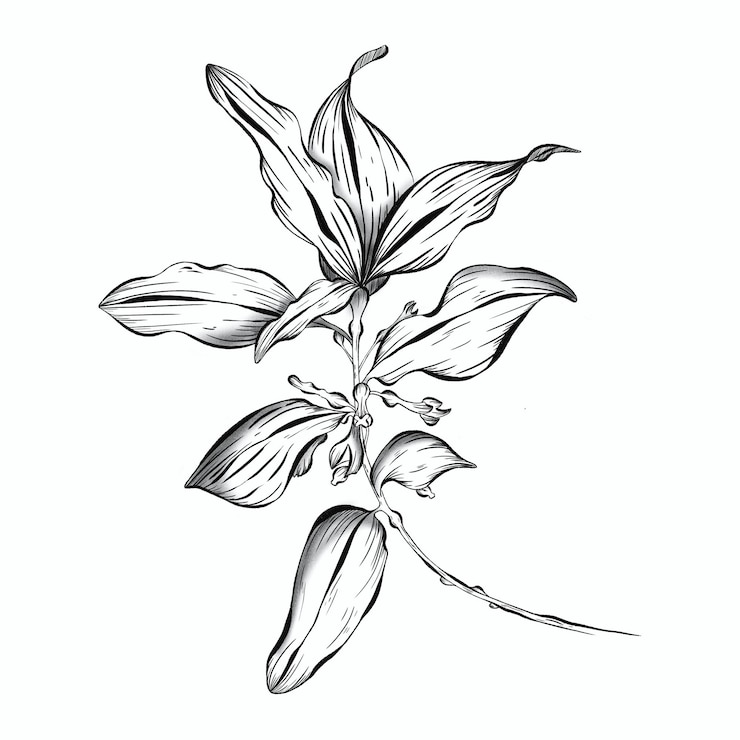 PSD met de hand getekende laurier tak met delicate bladeren en bloemen in een elegante schets stijl