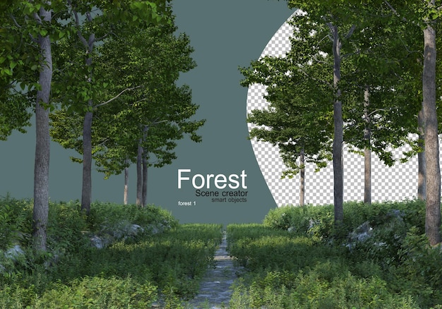 Metsä, jossa on erilaisia puulajeja