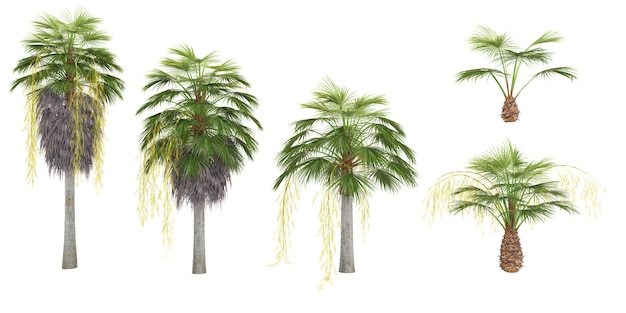 Mexicaanse blauwe palmbomen en struiken in de zomer geïsoleerd op een witte achtergrond Boslandschap Hoogwaardig knipmasker Bos en groen gebladerte