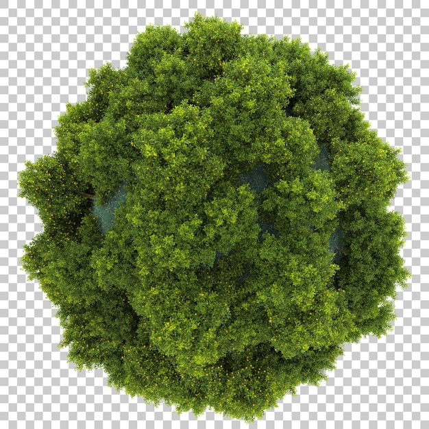 Micro planet with tropical forest on transparent background 3d rendering illustration