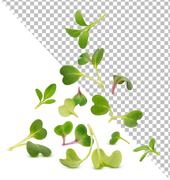 PSD foglie di microgreen isolate