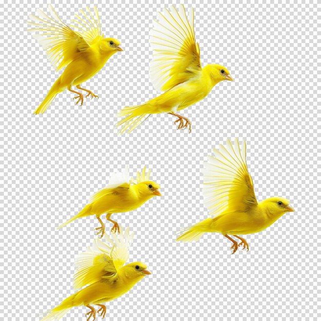 PSD migratory bird day and national bird day flying bird and bird without background