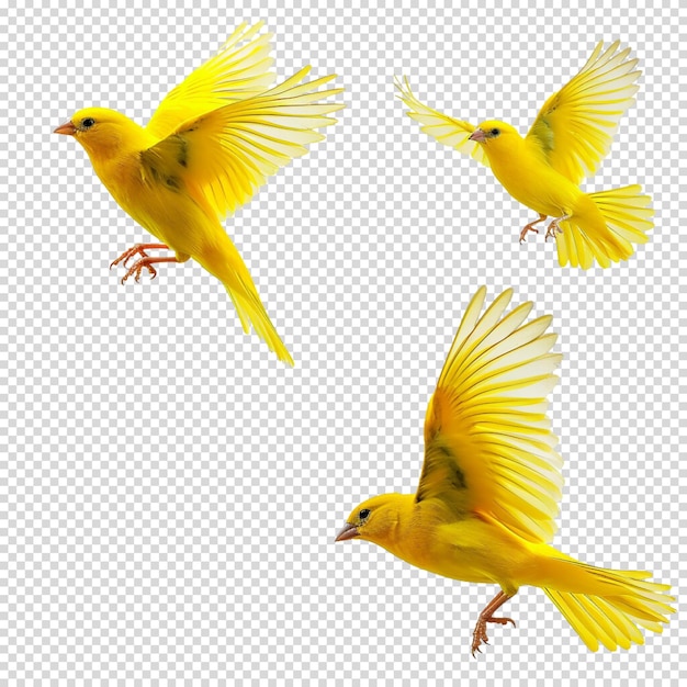 PSD migratory bird day and national bird day flying bird and bird without background