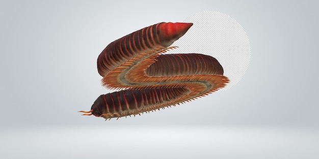 Millipede isolated on a Transparent Background