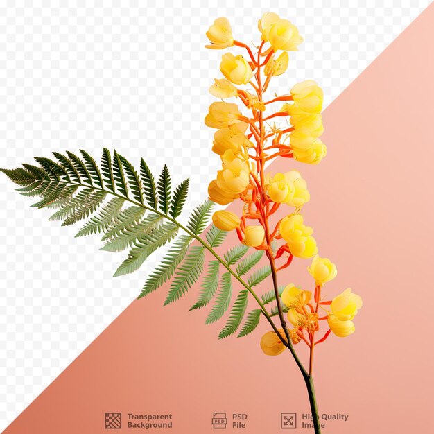 Mimosa branch alone against transparent background